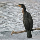 Kormoran2