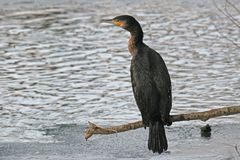 Kormoran2