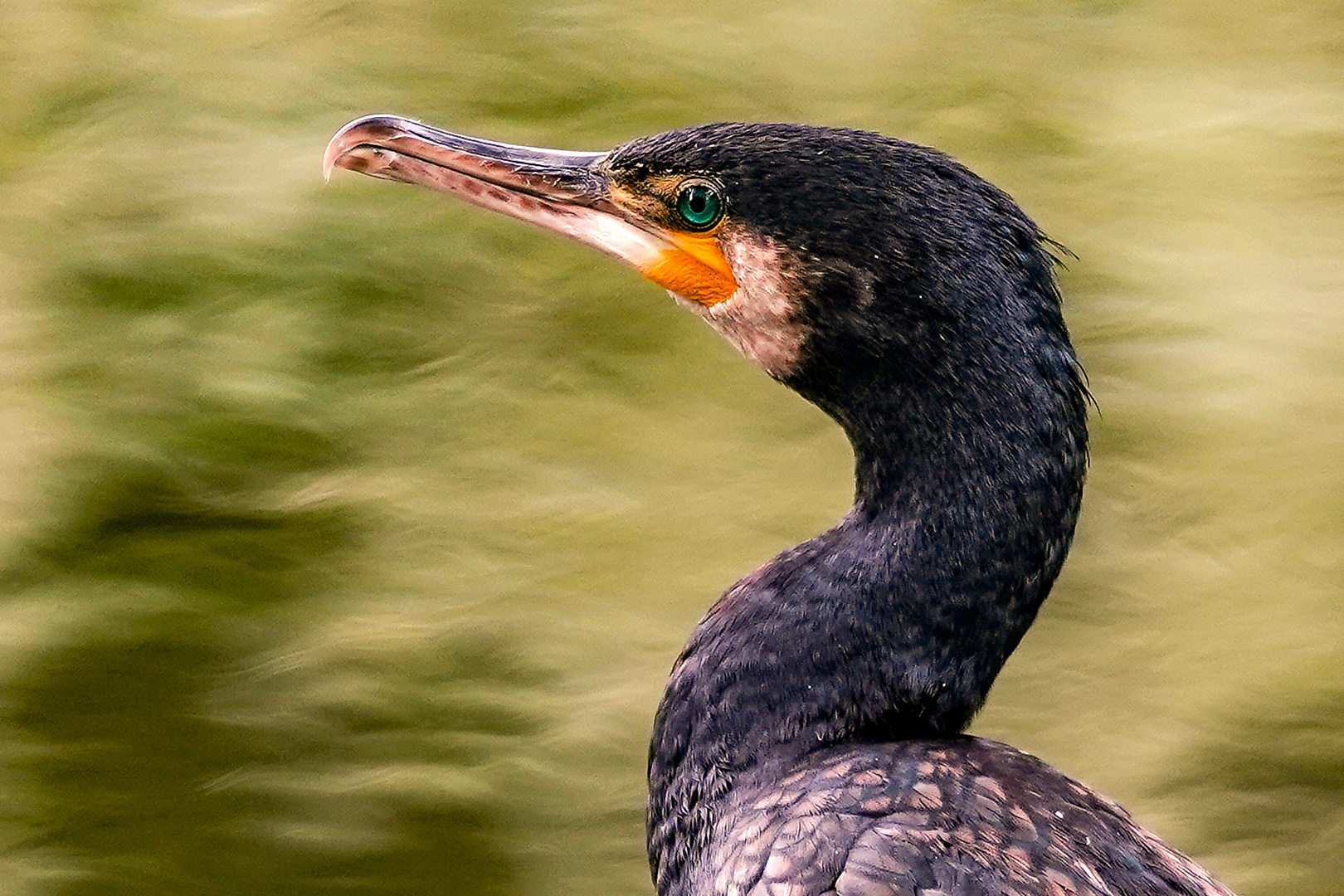 Kormoran_2