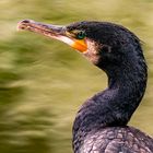 Kormoran_2