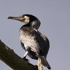 Kormoran2