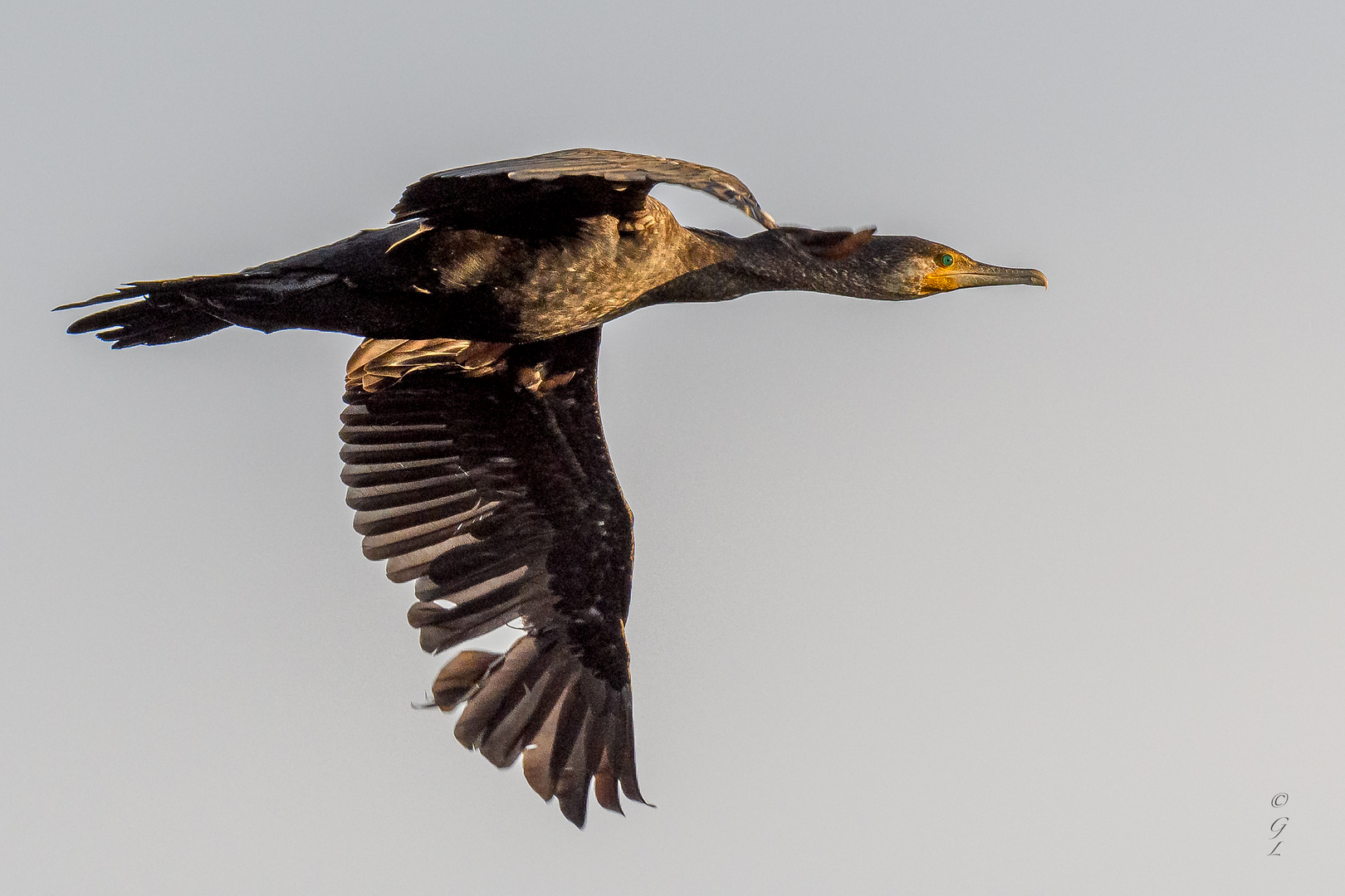 Kormoran_20.09.2020