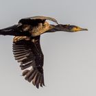 Kormoran_20.09.2020