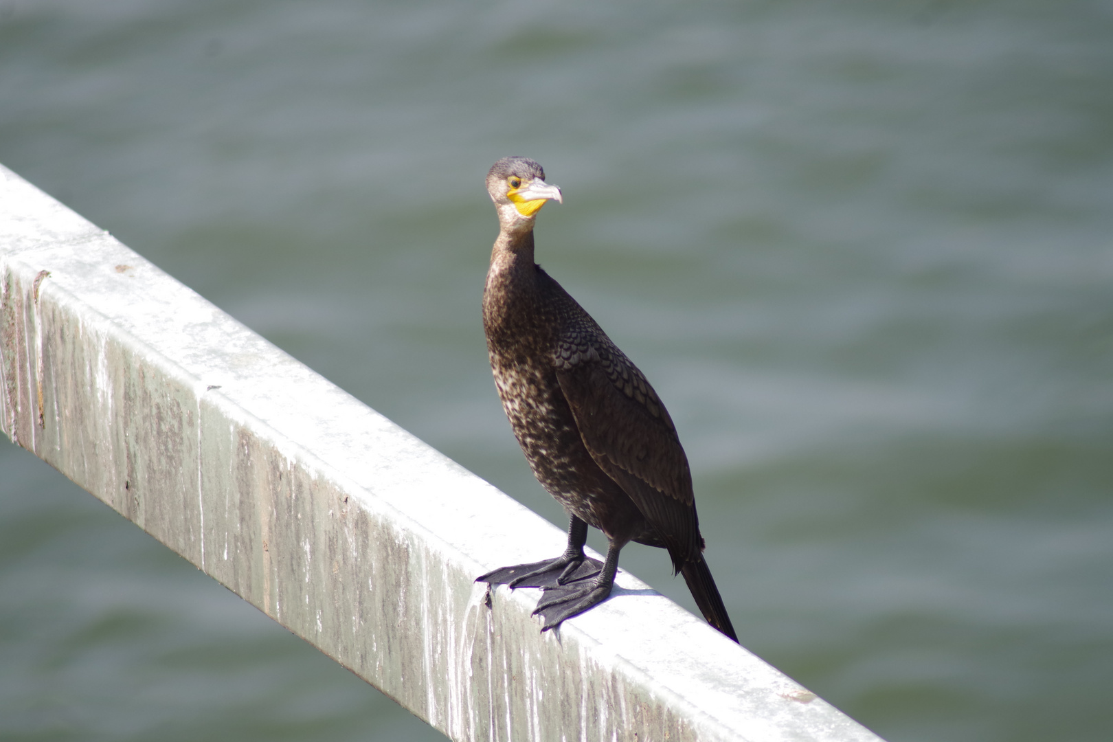 kormoran_2020_köln (38)