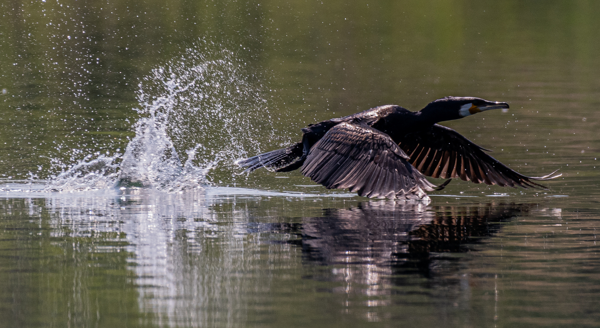 Kormoran_21.05.2020