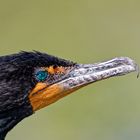 Kormoran_4