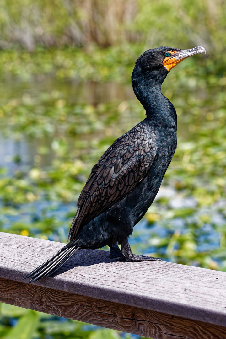 Kormoran_5