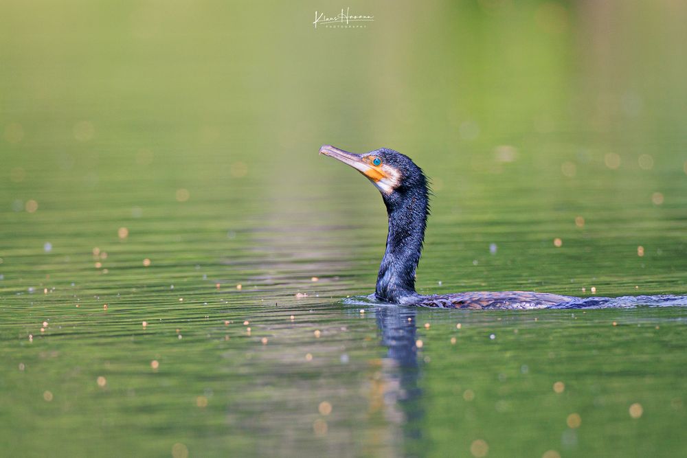 Kormoran/Cormorant 