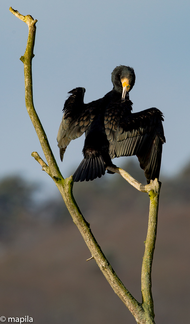 ...Kormoran...Der Putzende...