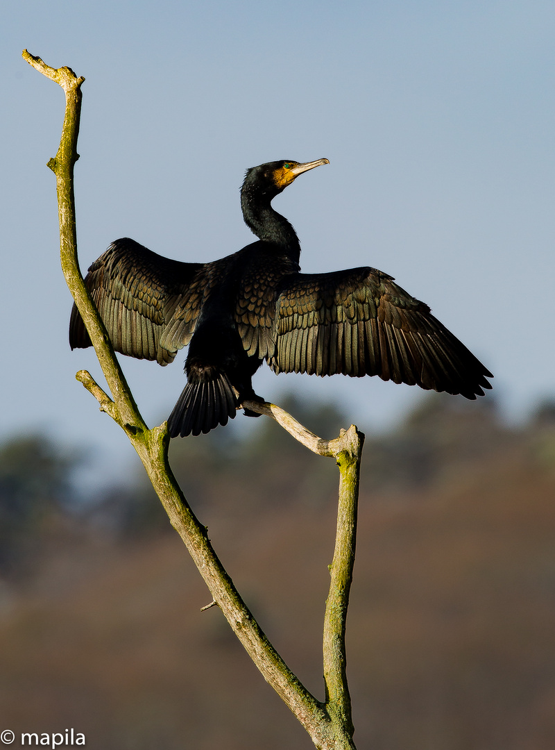 ...Kormoran...Der Sonnenanbeter...