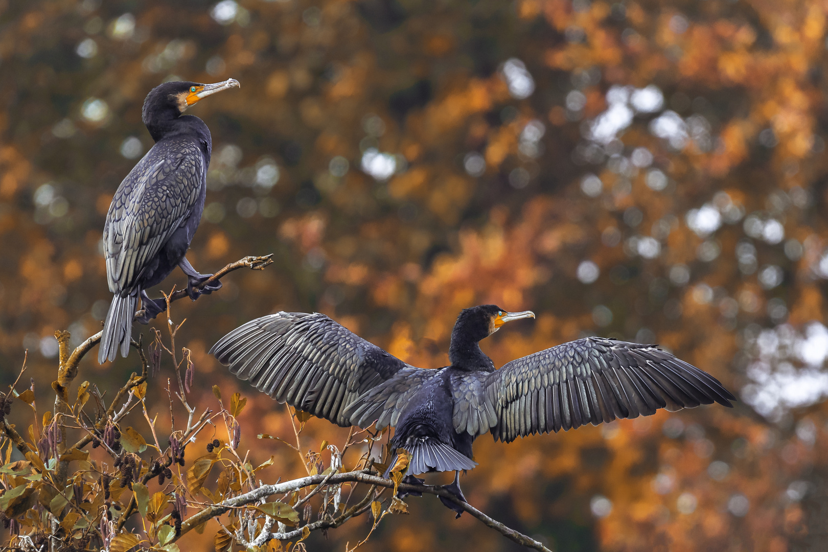 Kormorane Foto & Bild fotos, natur, herbst Bilder auf