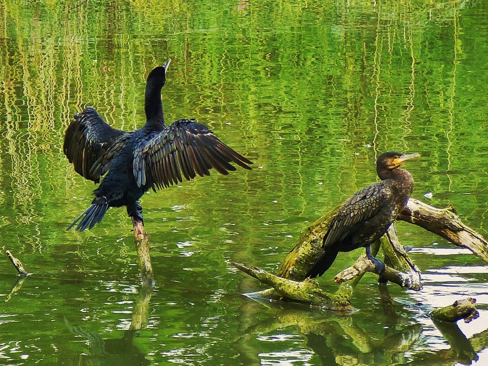 Kormorane Foto & Bild tiere, wildlife, wild lebende vögel Bilder auf