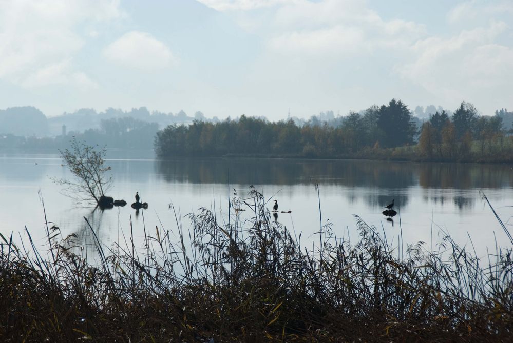 Kormorane am Riegsee bei Murnau (2)