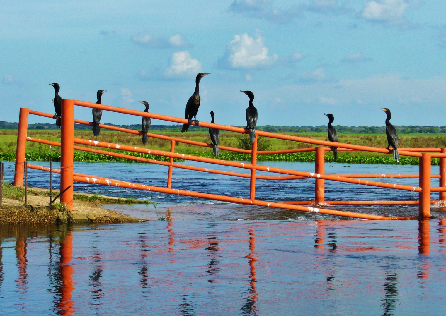 Kormorane am Rio Apure Venezuela