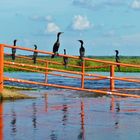 Kormorane am Rio Apure Venezuela