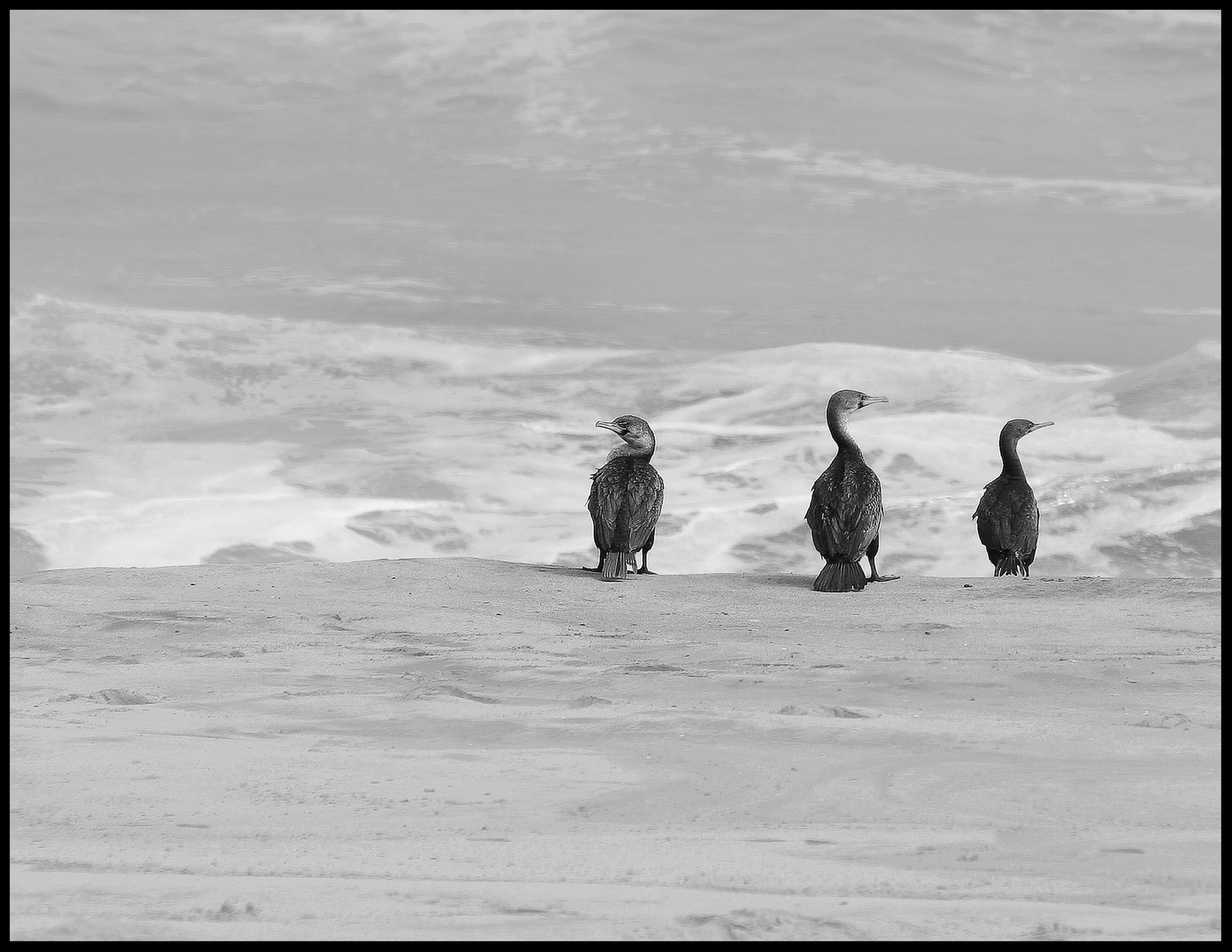 Kormorane am Strand von Hentjes Bay Namibia