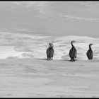 Kormorane am Strand von Hentjes Bay Namibia