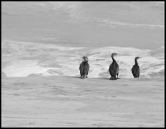 Kormorane am Strand von Hentjes Bay Namibia