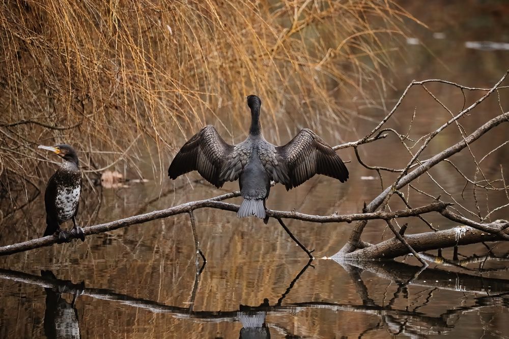 Kormorane am Weiher 