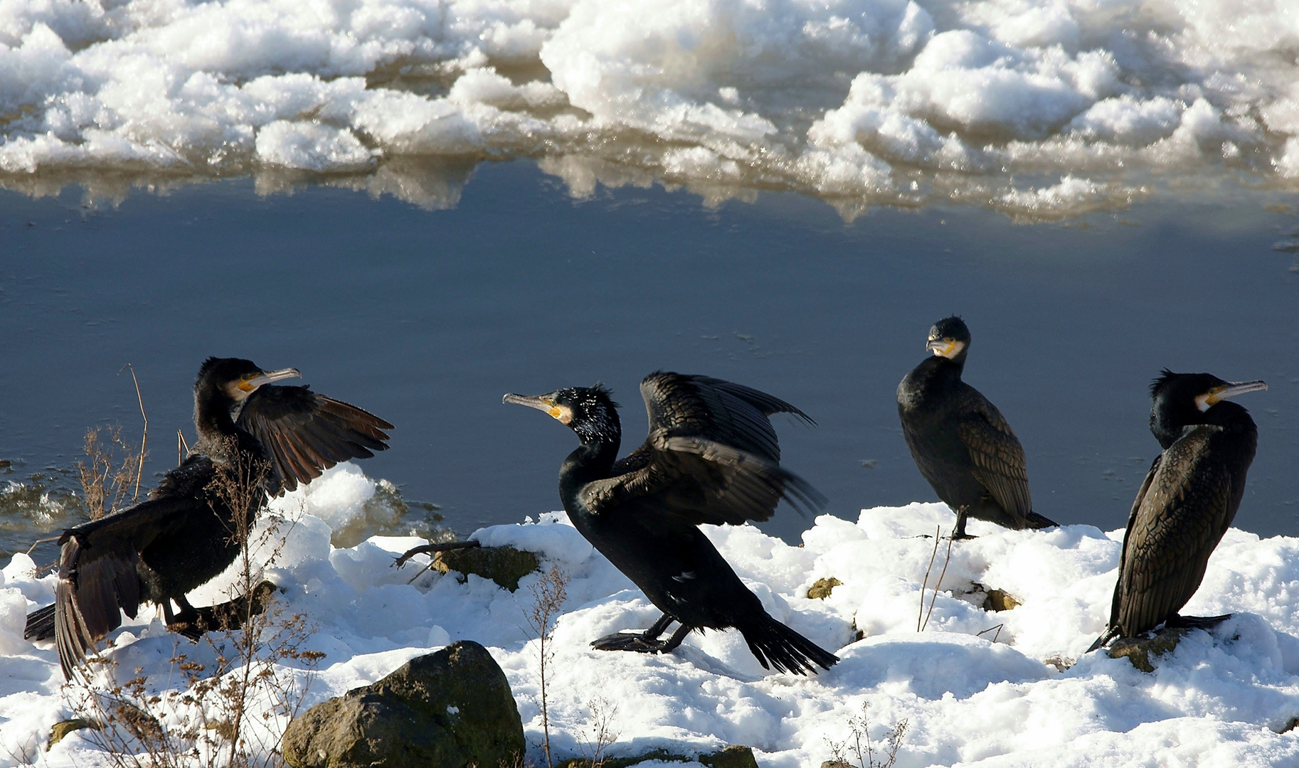 Kormorane an der Elbe