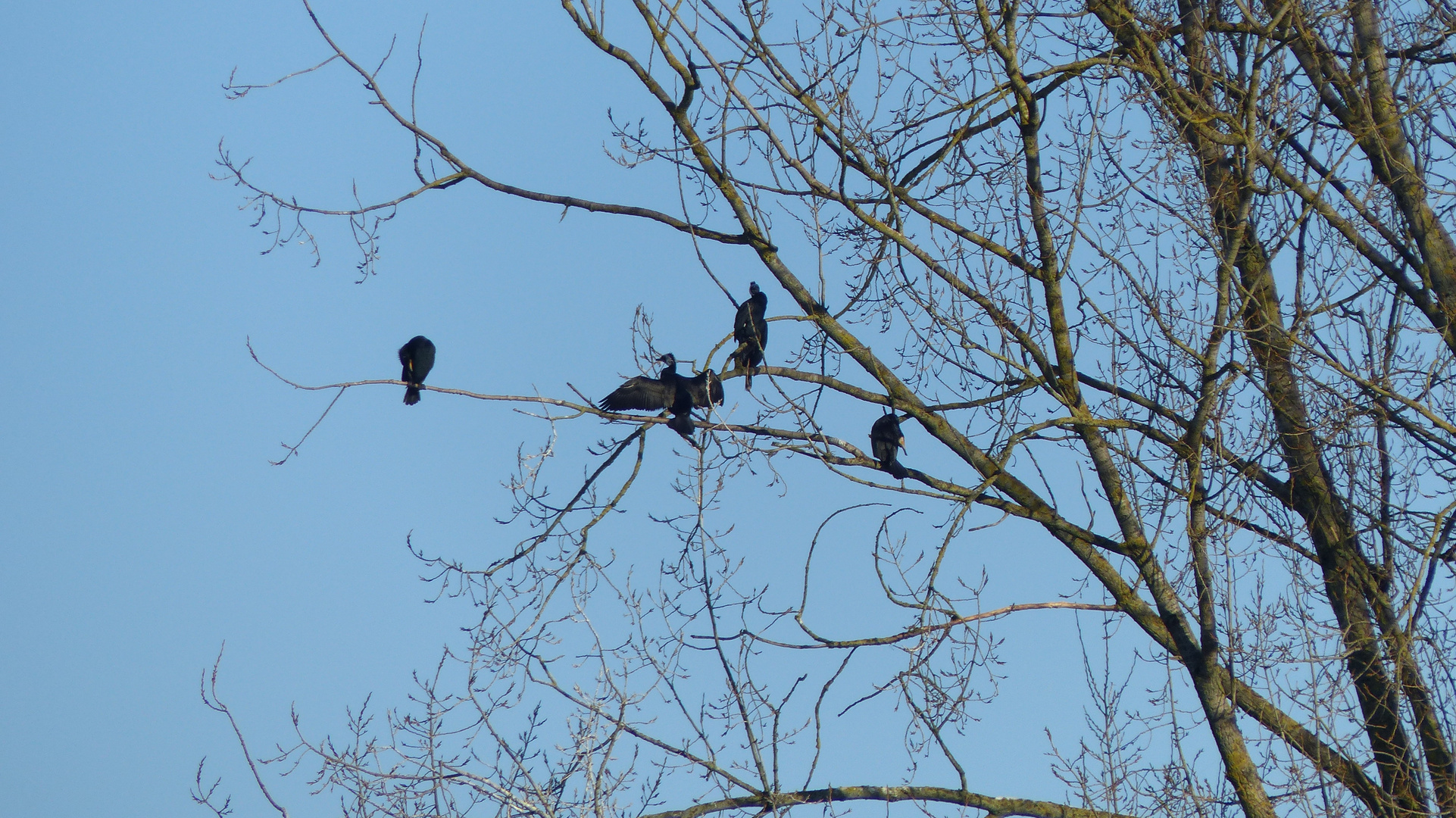 Kormorane an der Weser