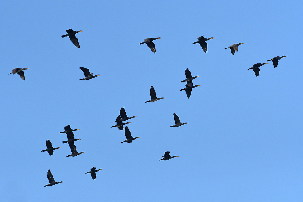 Kormorane: Auch Vögel des Glücks 01