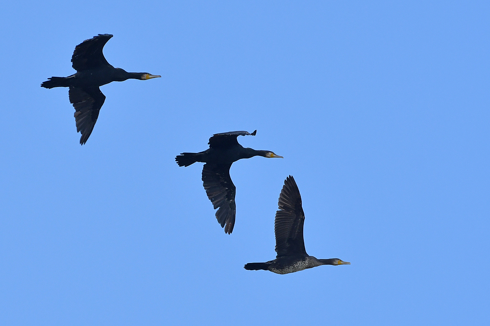 Kormorane: Auch Vögel des Glücks 03