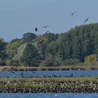 Kormorane: Auch Vögel des Glücks 05