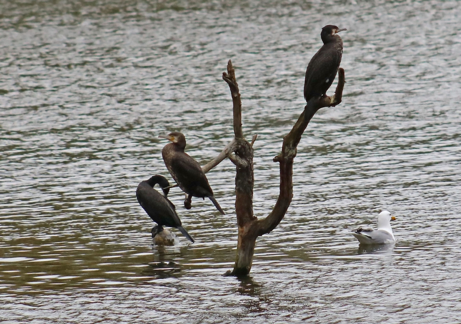 Kormorane auf Ast im See