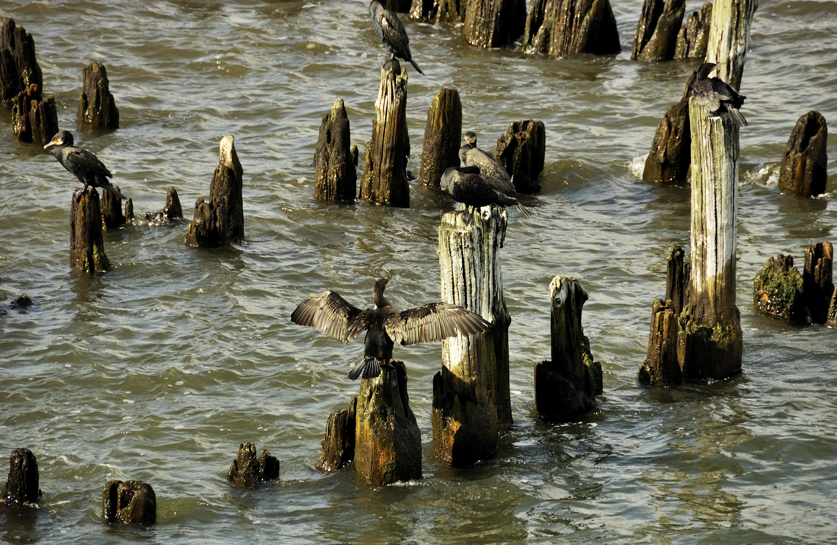 Kormorane auf den Resten der alten Heringsdorfer Seebrücke (Usedom)