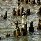 Kormorane auf den Resten der alten Heringsdorfer Seebrücke (Usedom)