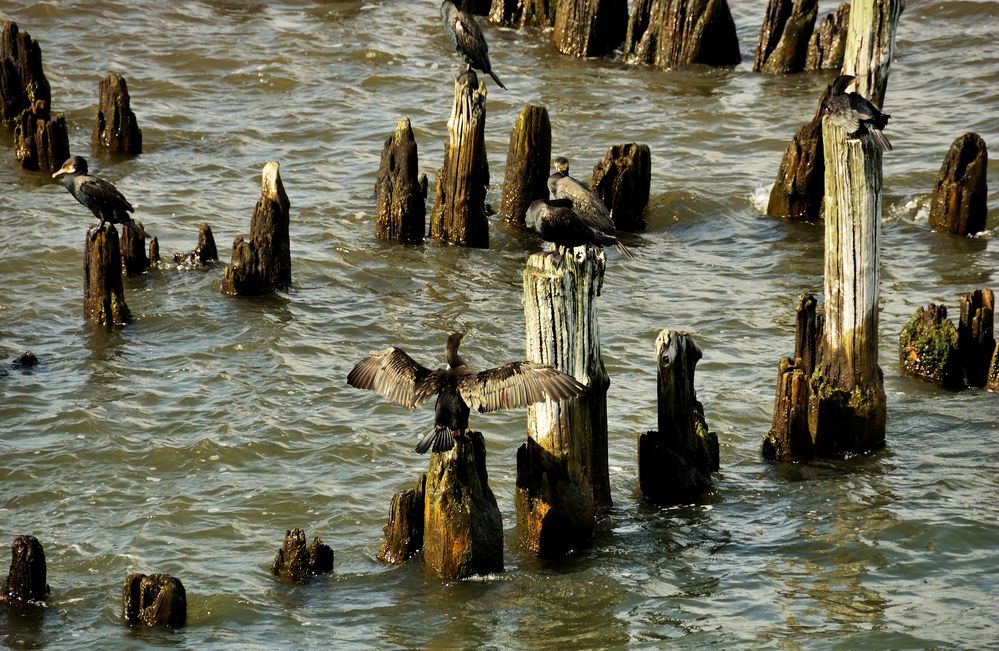 Kormorane auf den Resten der alten Heringsdorfer Seebrücke (Usedom)