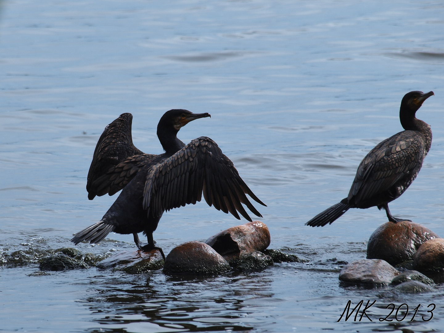 Kormorane auf der Alster