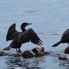 Kormorane auf der Alster