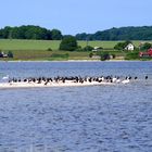 Kormorane auf der Insel Vilm ( nördlich am "Grossen Haken" )