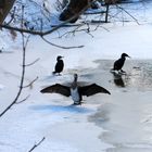 Kormorane auf der Oker in Meinersen