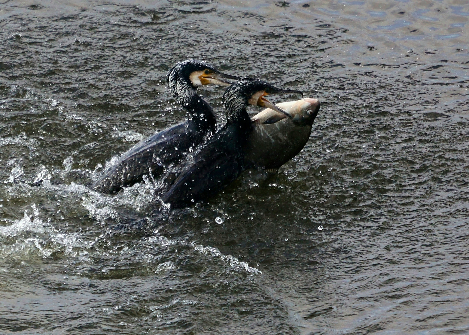 Kormorane auf Jagd