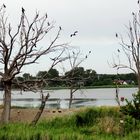 Kormorane auf kleiner Insel ohne Name,(nahe Swinemünde-Polen)