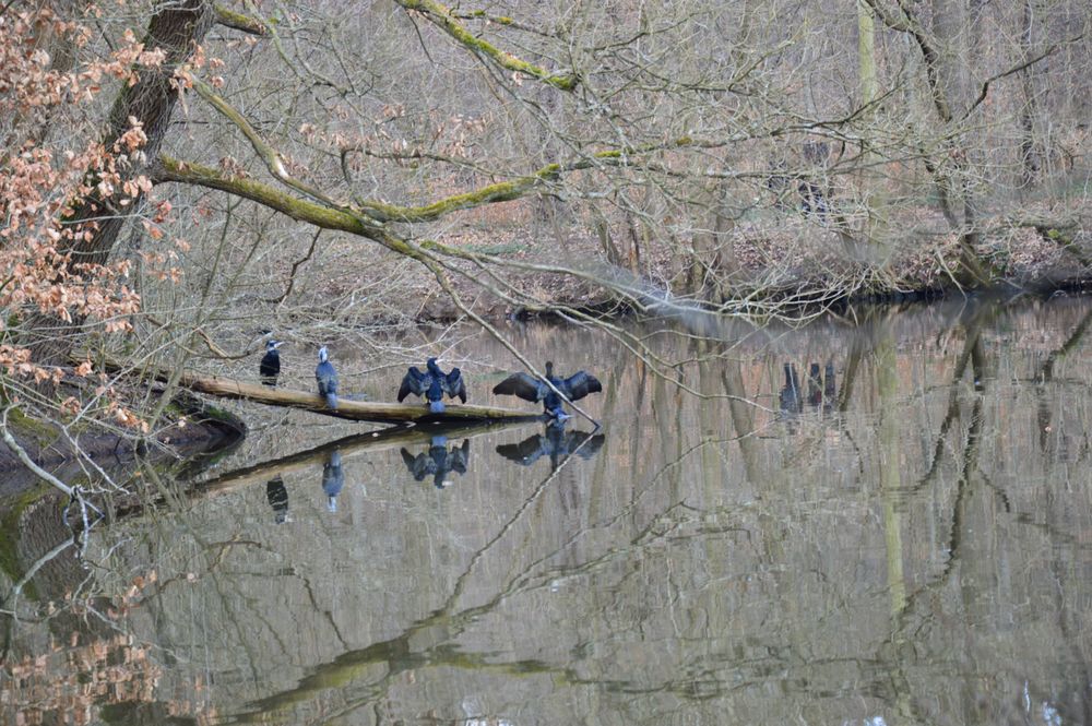 Kormorane auf Nahrungssuche