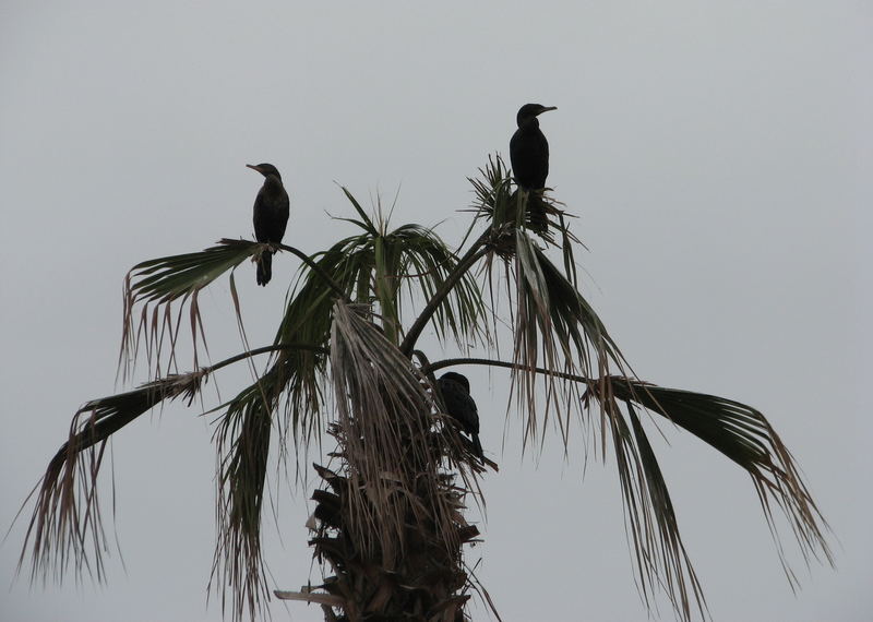 Kormorane auf zerzauster Palme in Iquique