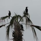 Kormorane auf zerzauster Palme in Iquique