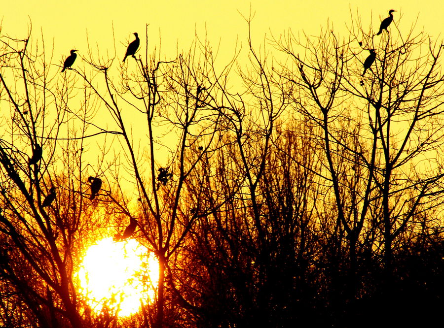 Kormorane bei Sonnenaufgang