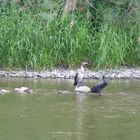 Kormorane beim Sonnenbad an der Weser