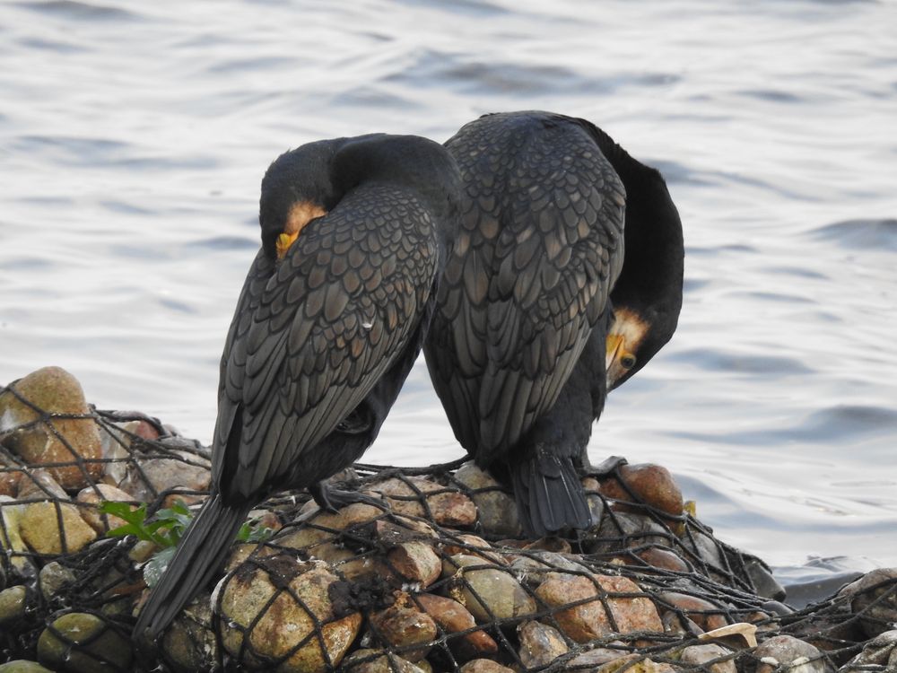 Kormorane Foto & Bild tiere, natur Bilder auf