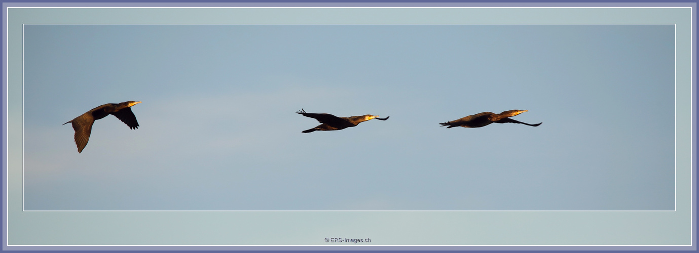 Kormorane, Flachsee, Rottenschwil 2023-09-11 138 III ©