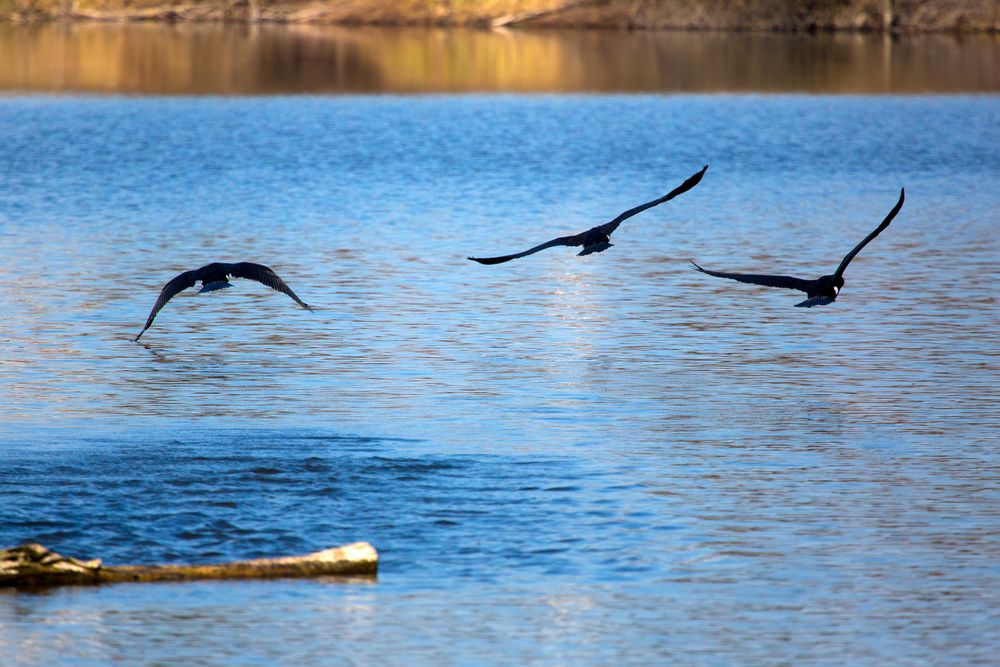 Kormorane im Abflug