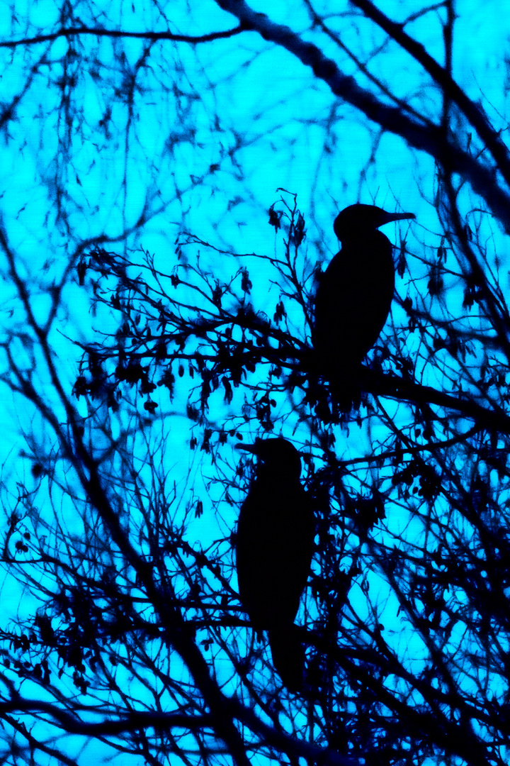 Kormorane im Baum