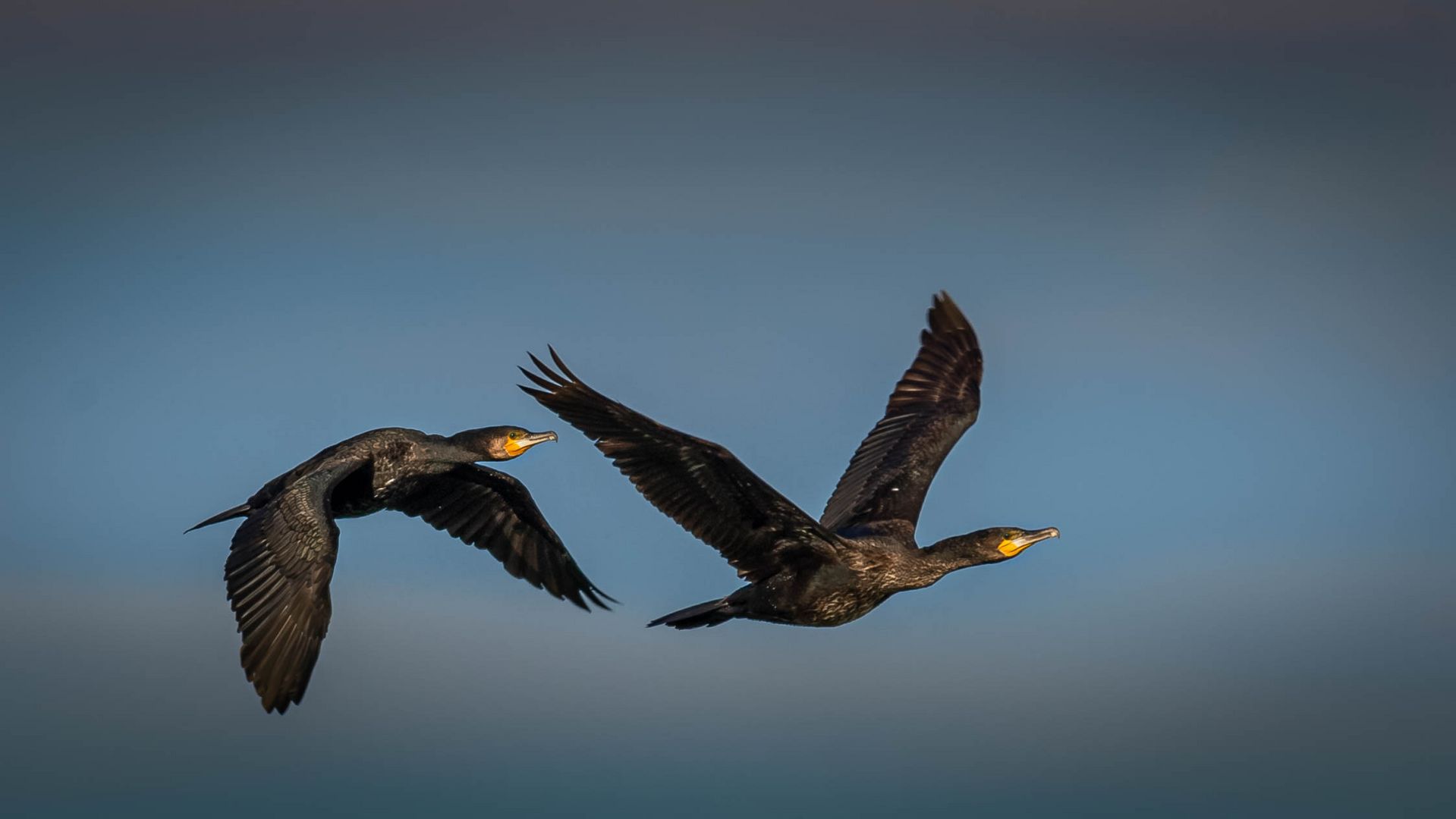 Kormorane im Flug