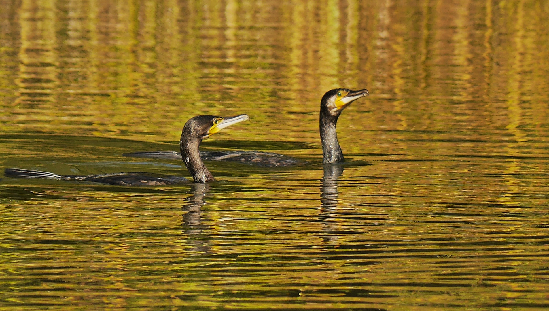 Kormorane im goldenen Wasser