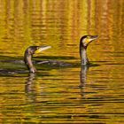 Kormorane im goldenen Wasser